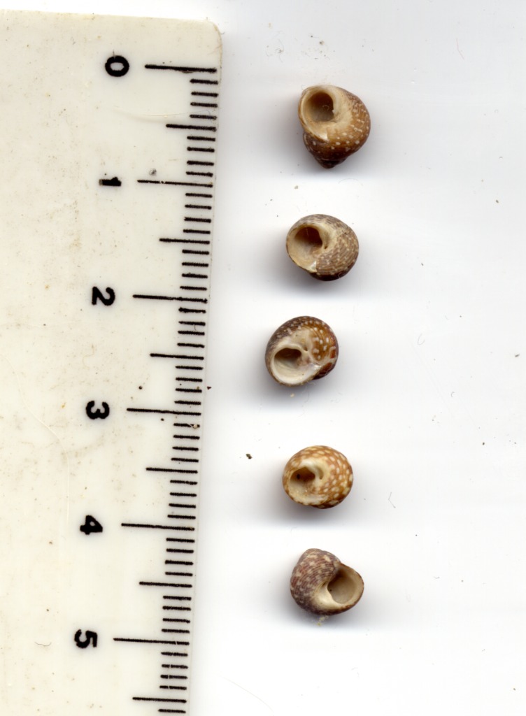 Gibbula turbinoides (Deshayes, 1835)
